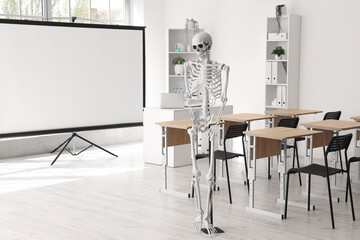 Interior of light hospital conference hall with human skeleton model, modern laptop on table and projector screen