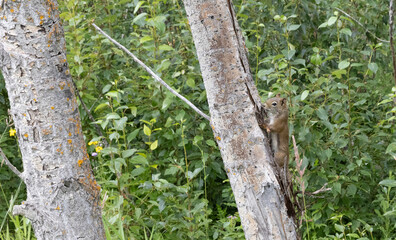 Wild squirrel climbing a tree in summer forest