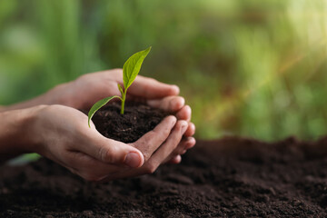 Planting tree. Man holding soil with young seedling outdoors, closeup. Space for text