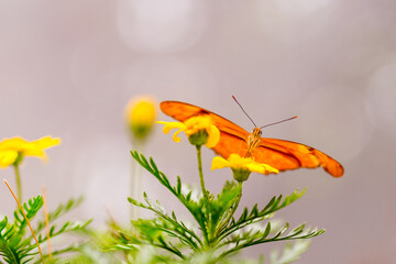 orange butterfly on a yellow flower