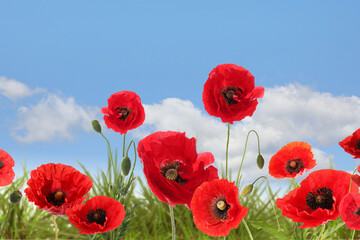 Red poppy flowers growing under blue sky with clouds