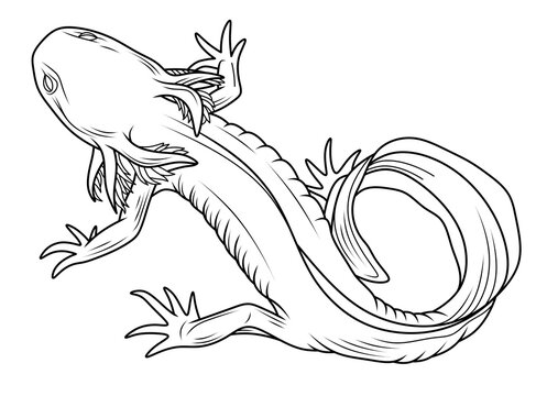 black and white axolotl drawing clip art preview