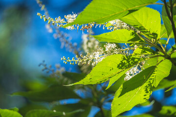 夏の日差しで輝くリョウブの花01