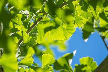 夏の青空と太陽光で輝く銀杏の葉05