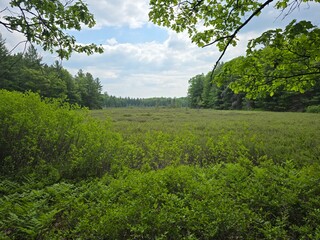 Lush Forest Wetland Framed by Summer Leaves