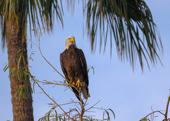 Bald Eagle in Arizona on a branch. 