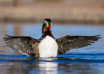 A duck flapping its wings in a pond, A Mandrin Duck.