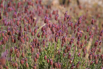 a field of lavender in spain