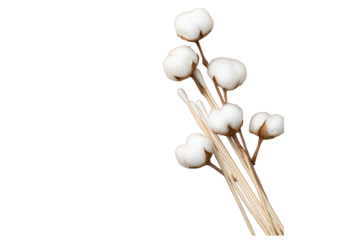 Delicate cotton blossoms and slender stems against a white background.