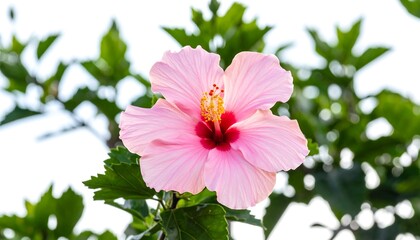 Obraz premium Close-up of a beautiful pink hibiscus flower