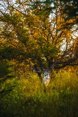 a lonely tree, covered in green foliage, illuminated by the warm morning rays of the sun