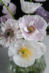 Close up of Various Colors of Shirley Poppy