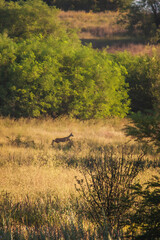 a roe deer running across a field of tall grass
