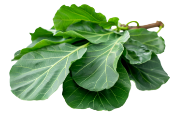 Lush Green Fiddle Leaf Fig Leaves Botanical Beauty