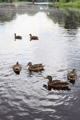 Serene Ducks Those Gentle Creatures Swimming Gracefully in the Tranquil Water of Nature