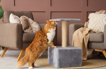 Cute fluffy cat with scratching post in living room