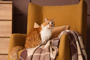 Cute fluffy cat with plaid in armchair at home
