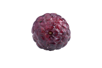A single dark red blackberry on black background