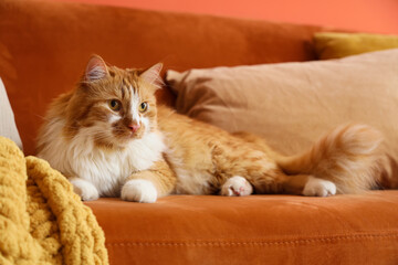 Cute fluffy cat lying on red sofa at home, closeup