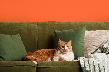 Cute fluffy cat with cushions lying on green sofa at home