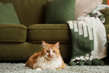 Cute fluffy cat lying on green carpet at home