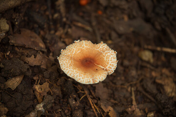 Fungus growing in a shaded area, Rugosospora pseudorubiginosa
