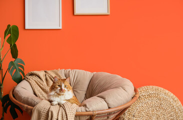 Cute fluffy cat with plaid lying in cocoon chair at home