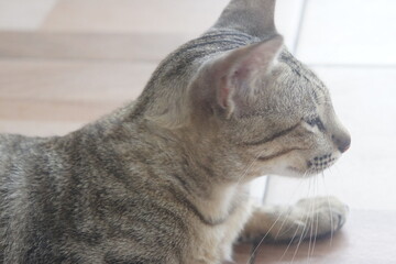 Regal Close-Up of Cat with Amber Eyes and Symmetrical Features