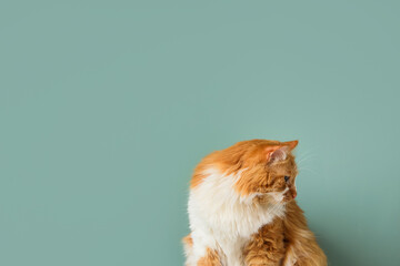 Cute fluffy cat on green background