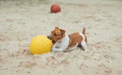 dog playing with ball on beach