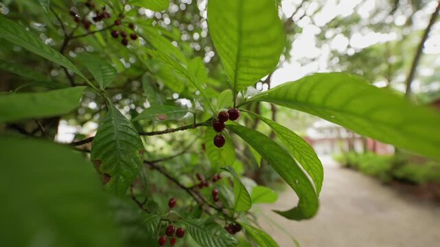 DeeringCoralGables_Sony23_16