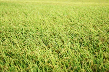 収穫間近の稲穂