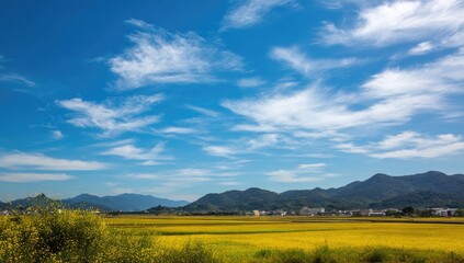 Obraz premium Golden field under a vibrant blue sky