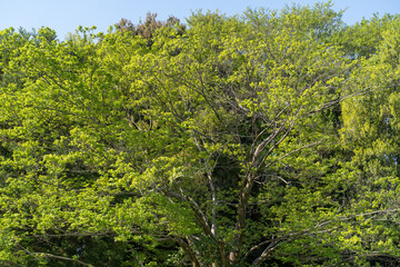 Fresh Green Tree in Early Summer Sunlight③