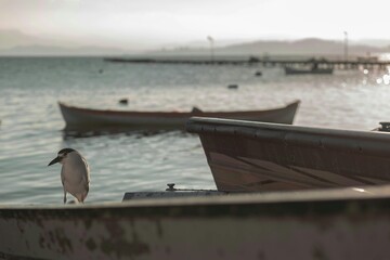 seagulls on the pier