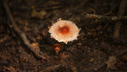 Fungus growing in a shaded area, Rugosospora pseudorubiginosa