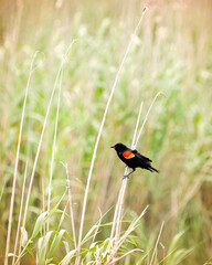 red winged blackbird