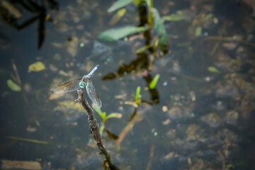 dragon fly on the water