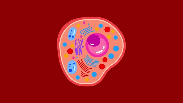 A 2D scientific illustration of a eukaryotic cell showing organelles like the nucleus, mitochondria, and endoplasmic reticulum. This educational graphic is ideal for biology lessons, medical research,