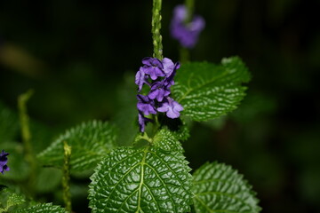 Blue Porterweed with Delicate Violet Blooms for Pollinators