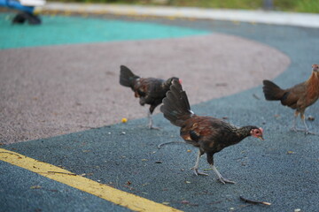 Oxford Old English Game Fowl with Bold Plumage and Form