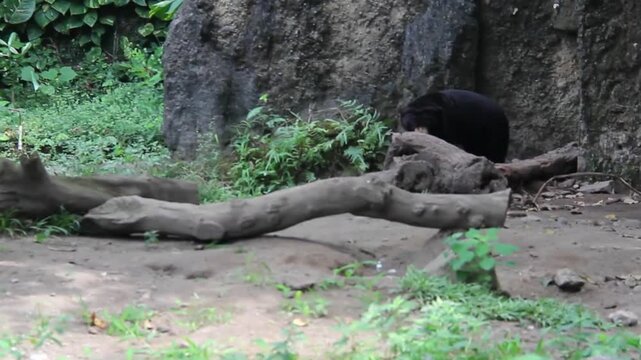 Asian black bear resting near cave inside naturalistic enclosure. Wildlife scene showing tropical habitat with rock shelter and green vegetation in conservation area.