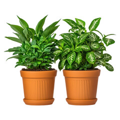 Green Indoor Plants in Decorative Flower Pots on White Background isolated on transparent background.