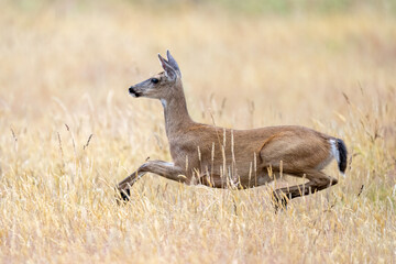 Blacktail deer (Odocoileus hemionus hemionus) doe_Prairie Creek Redwood SP_CA