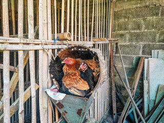 several chickens are incubating eggs in the same place