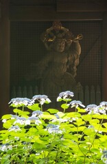 鎌倉25614　妙本寺5　紫陽花