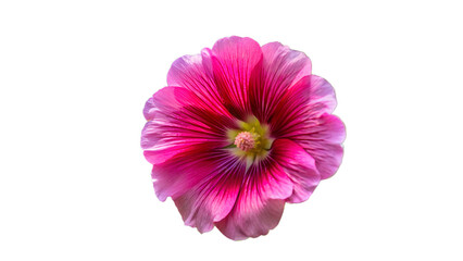 pink gerber daisy
