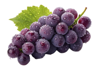 A close up shot of a bunch of dark grapes with water droplets and a green leaf on a black background