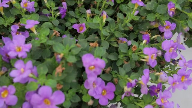 A beautiful hanging basket of purple bacopa flowers in a summer garden