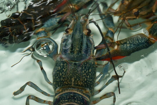 Redclaw Crayfish: Hardy and Vibrant Freshwater Marvel